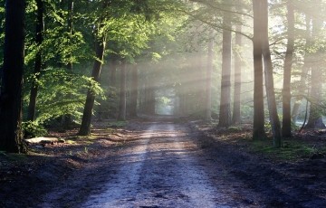 Landesforst MV Mobile Forestry Administration