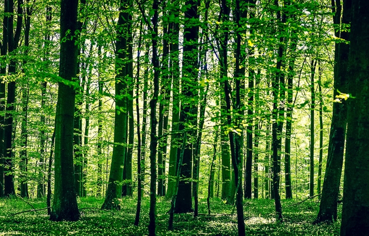 Speech recognition during forest surveys